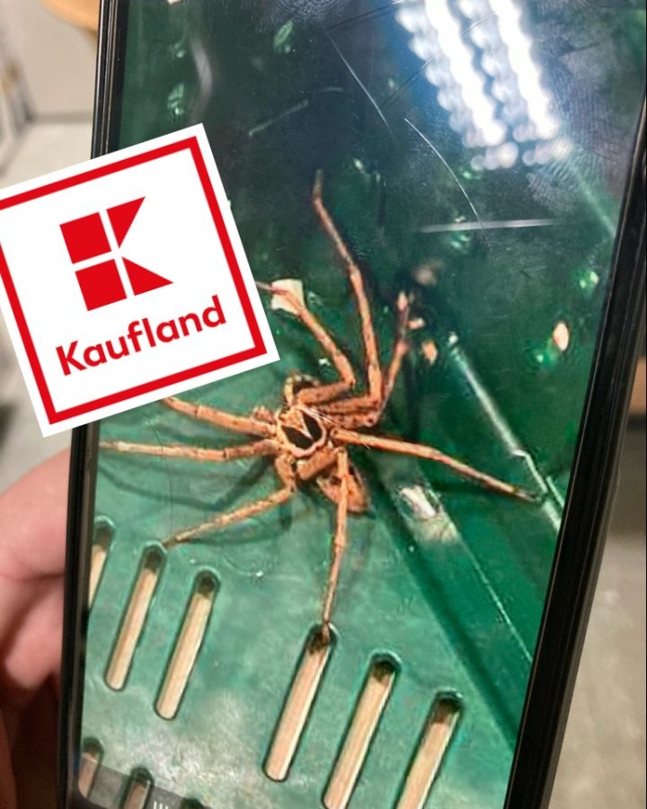 kaufland spinne.jpg