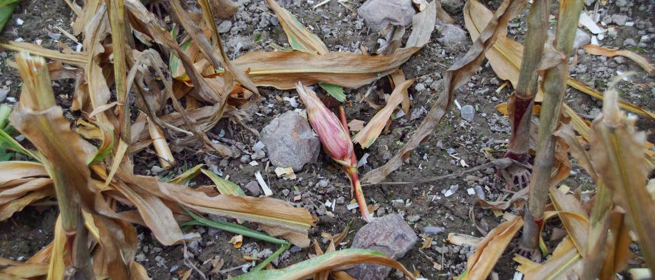 Wetter in NRW: Droht die nächste Dürre?