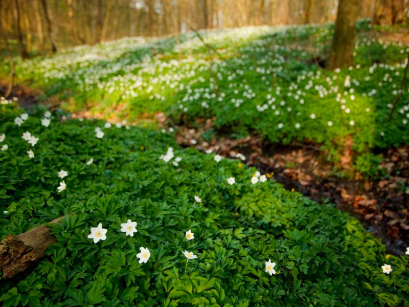 Naturfoto von Hermann Hirsch