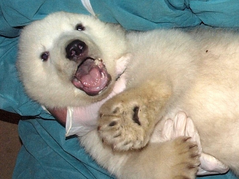 Dieses kleine Eisbär-Baby braucht sich keine Sorgen über seinen Lebensraum zu machen. Das Jungtier wurde im November in der Zoom Erlebniswelt in Gelsenkirchen geboren. Seit Ende Februar steht fest: Es ist ein Mädchen.