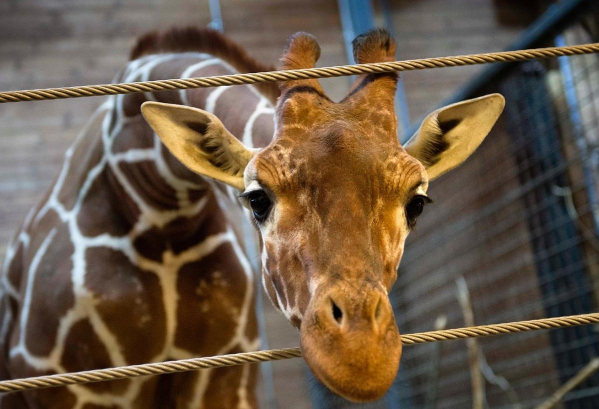 Giraffe Kopenhagen Zoo Marius Dänemark.JPG