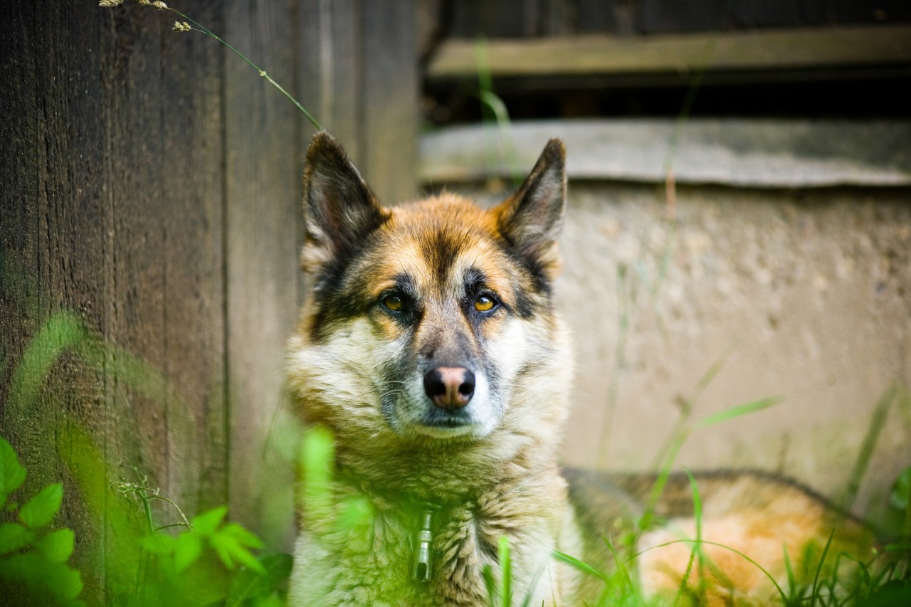 Ein Hund in NRW sucht nach einem neuen Zuhause (Symbolfoto).