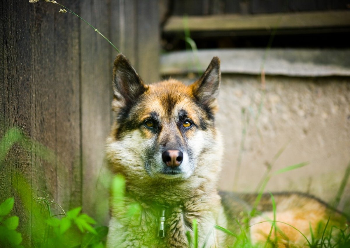 Hund-in-NRW.jpg