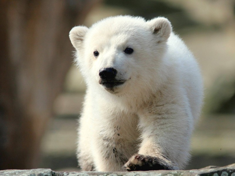 Plüschiges Bündel mit schwarzen Knopfaugen – und ganz schön berühmt: Knut war das erste Eisbärenjunge im Zoologischen Garten Berlin seit 30 Jahren. Er wurde am 5. Dezember 2006 geboren. 