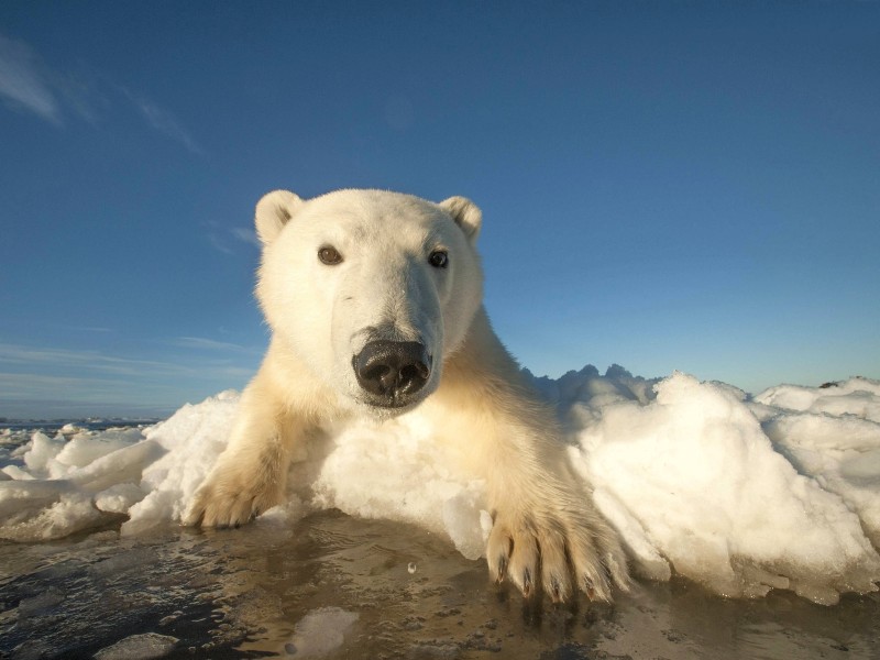 ... bedroht die Eisbärenpopulation.