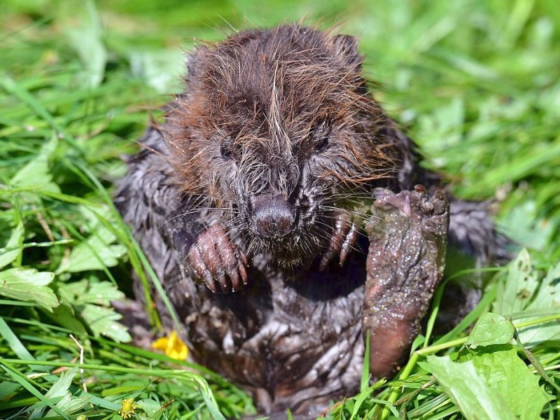 Biberbaby Momo wurde nach dem Elbe-Hochwasser verwaist auf einem Deich bei Lauenburg gefunden. In der Wildtierstation Hamburg wird er aufgepäppelt und fit fürs Leben in freier Natur gemacht.