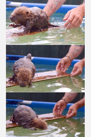 Biberbaby Momo wurde nach dem Elbe-Hochwasser verwaist auf einem Deich bei Lauenburg gefunden. In der Wildtierstation Hamburg wird er aufgepäppelt und fit fürs Leben in freier Natur gemacht.