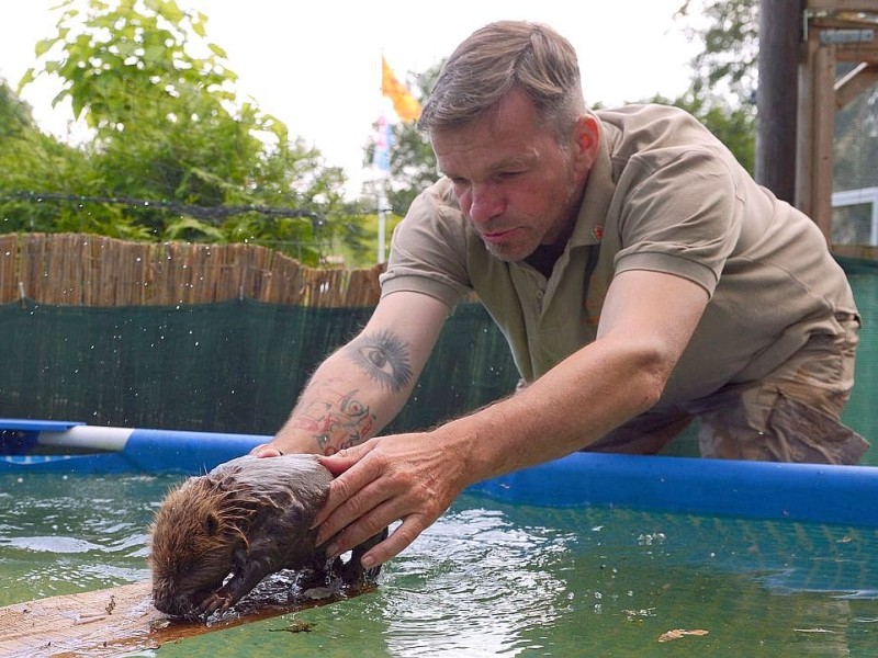 Biberbaby Momo wurde nach dem Elbe-Hochwasser verwaist auf einem Deich bei Lauenburg gefunden. In der Wildtierstation Hamburg wird er aufgepäppelt und fit fürs Leben in freier Natur gemacht. Hier schwimmt er in einem Swimmingpool, beobachtet von Stationsleister Christian Erdmann.