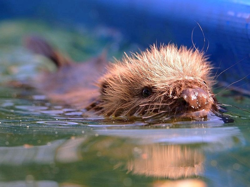 Biberbaby Momo wurde nach dem Elbe-Hochwasser verwaist auf einem Deich bei Lauenburg gefunden. In der Wildtierstation Hamburg wird er aufgepäppelt und fit fürs Leben in freier Natur gemacht.