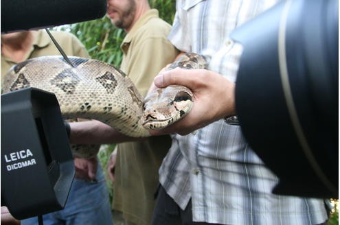 Vor der Tropenhalle des Duisburger Zoos wurde am 11.09.2009 die Boa Constrictor - oder auch Abgottboa genannt - gemessen: stolze 2,56 Meter misst das exotische Tier. Foto: Kerstin Bögeholz