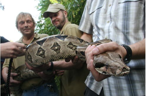 Vor der Tropenhalle des Duisburger Zoos wurde am 11.09.2009 die Boa Constrictor - oder auch Abgottboa genannt - gemessen: stolze 2,56 Meter misst das exotische Tier. Foto: Kerstin Bögeholz