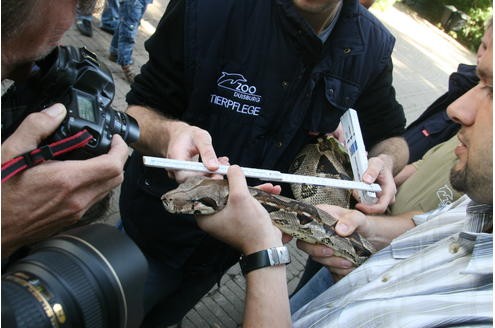 Vor der Tropenhalle des Duisburger Zoos wurde am 11.09.2009 die Boa Constrictor - oder auch Abgottboa genannt - gemessen: stolze 2,56 Meter misst das exotische Tier. Foto: Kerstin Bögeholz