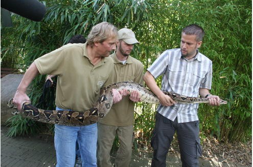 Vor der Tropenhalle des Duisburger Zoos wurde am 11.09.2009 die Boa Constrictor - oder auch Abgottboa genannt - gemessen: stolze 2,56 Meter misst das exotische Tier. Foto: Kerstin Bögeholz