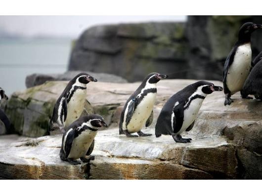 ... machten 22 Humboldtpinguine den Pflegern im Bremerhavener Zoo. Die Tiere wollten sich nicht paaren und suchten stattdessen Kontakt zu anderen männlichen Pinguinen. Einen ganz besonderen Partner...