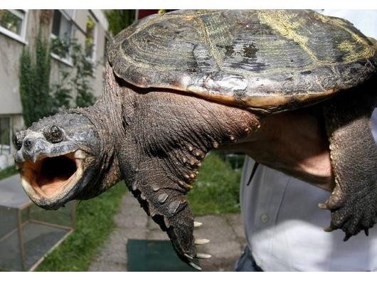 ... einst eine Schnappschildkröte im bayerischen Eichsee von Großweil. Nachdem das Tier...