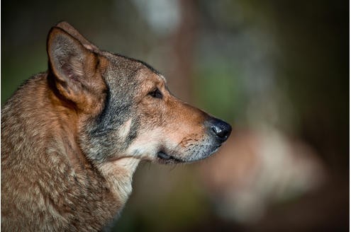 ...wurde der letzte Wolf eingekreuzt. Das Tier hat eine...