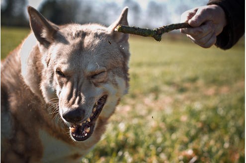 ...wolfsgrau, braun, cremefarben oder fast weiß sein. 