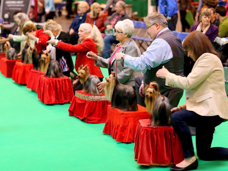 Aufgereiht warten Mensch und Yorkshire Terrier geduldig auf das Urteil der Juroren.