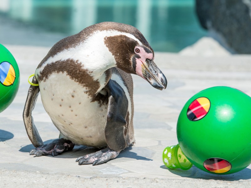 Tierisch orakelt wird dieses Jahr auch im Spreewelten-Bad in Lübbenau (Brandenburg). Humboldt-Pinguin „Flocke“ watschelt zielstrebig zu dem Ball mit der Deutschland-Flagge und stupst diesen vom Sockel, während er den Ball mit der Nationalflagge der Ukraine links liegenlässt. Ein Sieg für das erste Spiel der Deutschen Nationalmannschaft gegen die Ukraine am 12. Juni ist uns wohl sicher.