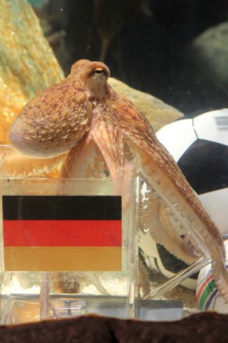 ... bekam körbeweise Fanpost und wurde Ehrenbürger in Spanien. Der Krake konnte aus zwei gleichen Plastikbehältern mit Nationalflagge eine Muschel fischen und so den Sieger der Partie vorhersagen. Einige Monate nach seinem Weltruhm starb Paul eines natürlichen Todes.