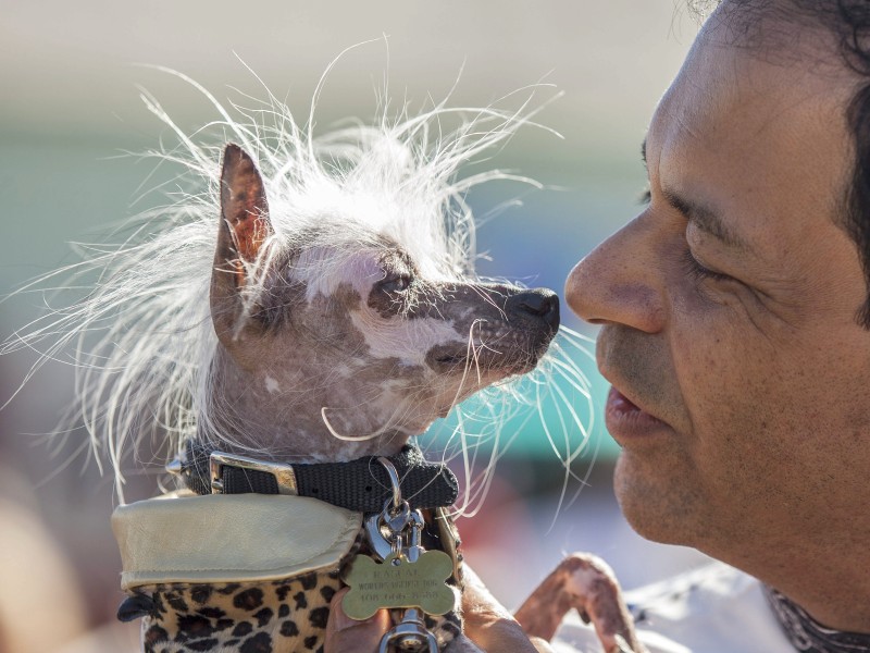 Dessen Besitzer Dane Andrew liebt seinen Hund ganz offensichtlich auch ohne den begehrten Titel. 