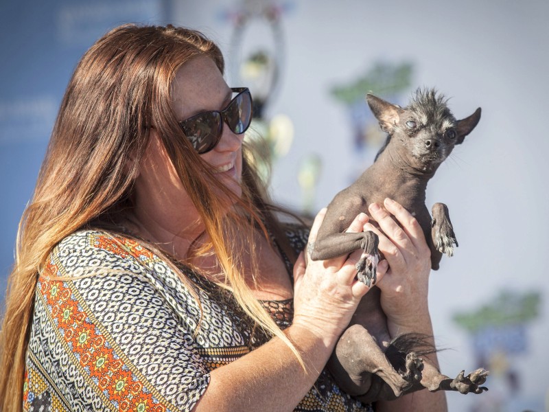 ... der mit seiner Besitzerin Annie Ragsdale nach Petaluma gekommen war und den dritten Platz gewonnen hat. 