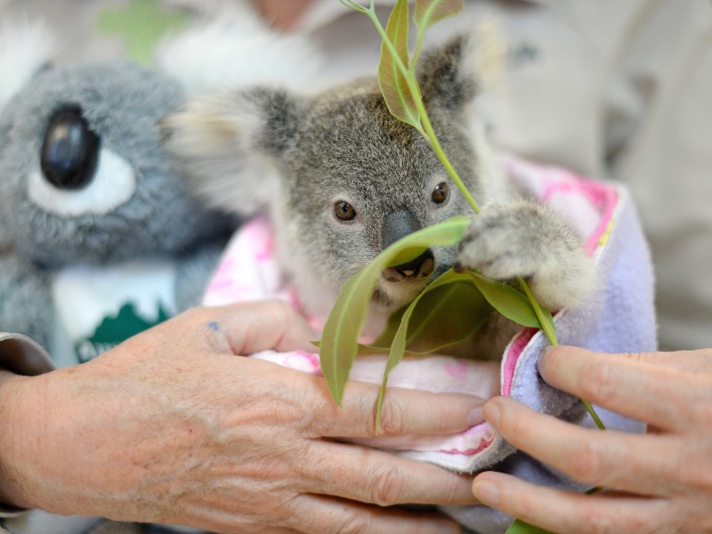 Die leibliche Mutter des neun Monate alten Koalas Shayne ist von einem Auto erfasst  und getötet worden. Die Mitarbeiter des Zoos gehen davon aus, ... 