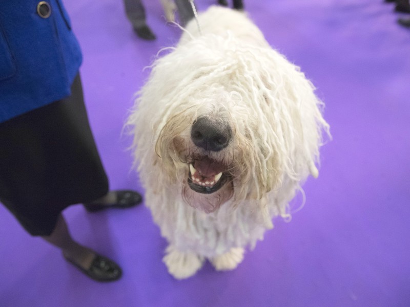 In New York fand zum 141. Mal die Westminster-Hundeshow statt. Tausende Rassehunde sind jedes Jahr dabei. So wie „Betty Boop“, ein Komondor.