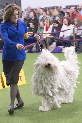 Komondor „Betty Boop“ schreitet über den grünen Teppich.