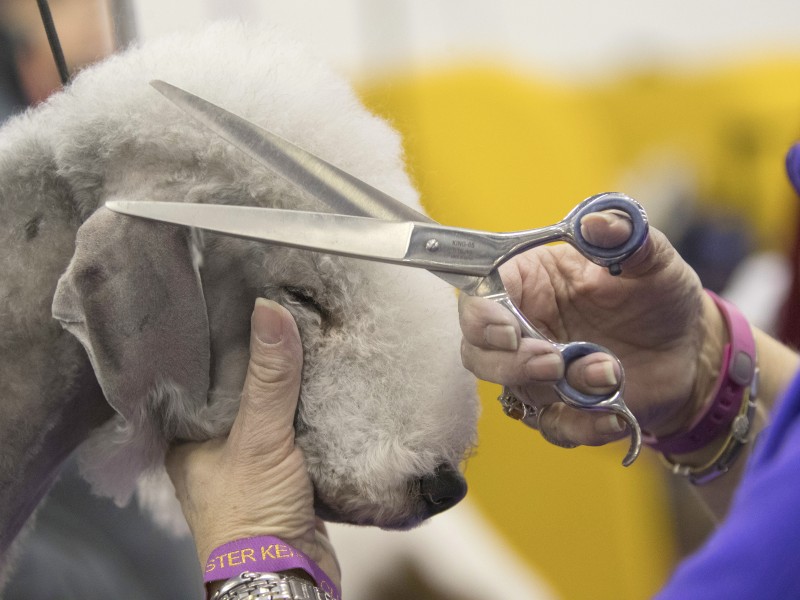 Beim Bedlington Terrier „Jacquelyn“ legt Frauchen nochmal Hand an. Die Frisur muss sitzen.