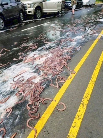 Feuerwehrleute spritzten die Tiere später von der Straße.