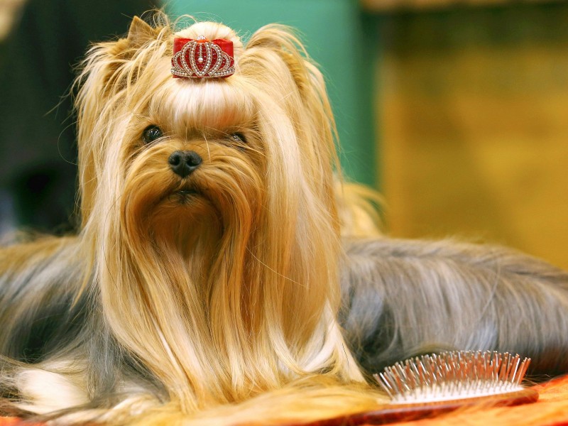 ...und Krönchen fürs Yorkshire Terrier Haupt: So sehen Gewinner aus.