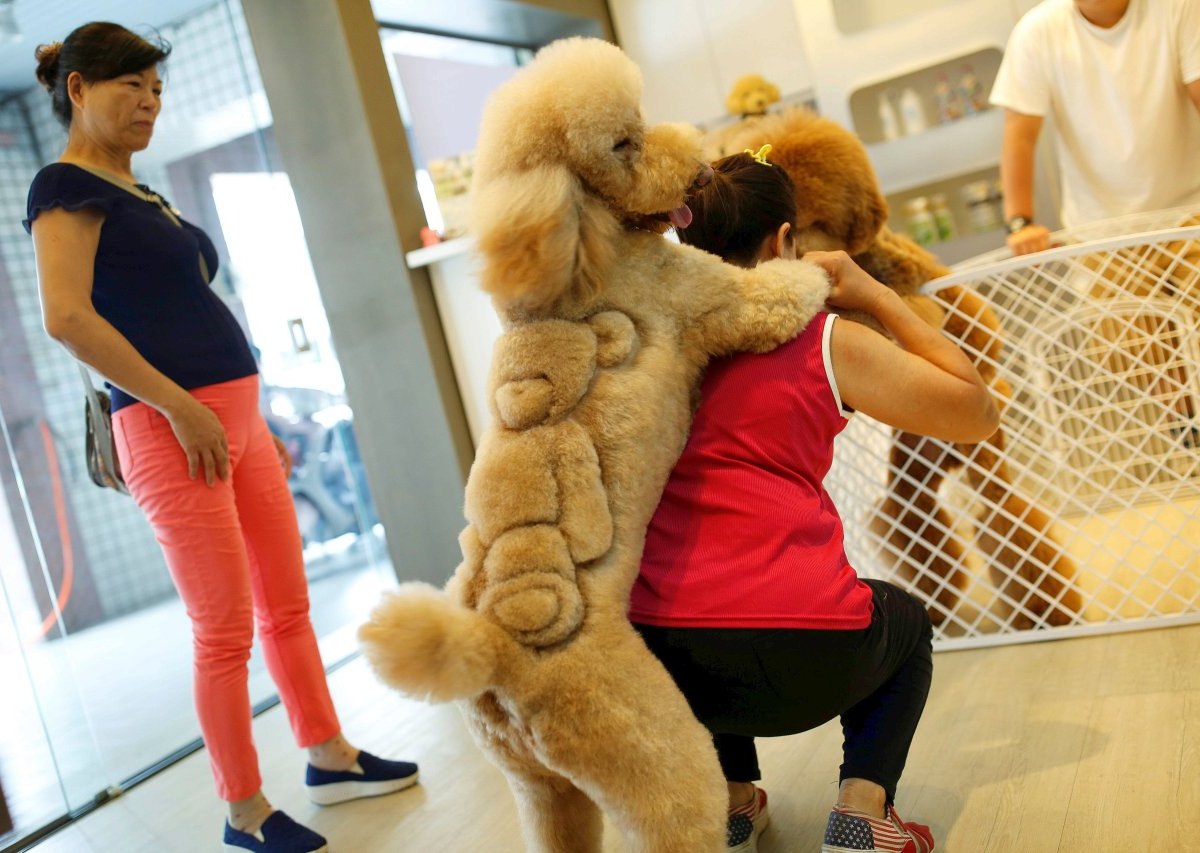 2016-06-20T110056Z_424749845_D1AETKZDAUAA_RTRMADP_3_TAIWAN-PETS-GROOMING-079.JPG