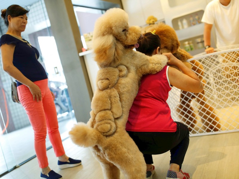 Für das Teddybären-Styling müssen die Herrchen drei Stunden beim Friseur einplanen.