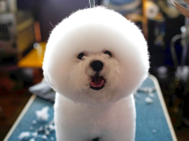 Dieser Bichon Frise trägt eine Helmfrisur. Top modern.