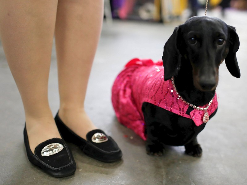 Wer nicht mit seinem Fell überzeugen kann, fällt eben mit dem Outfit auf. Dackel „Diamond“ trägt ein pinkfarbenes Dress.