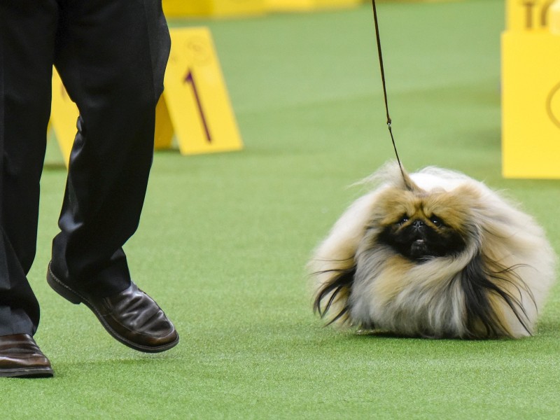 Die Tiere zeigen sich vor einer Jury, die dann ihr Urteil abgibt. Die Königskategorie heißt „Best in Show“. Der Pekinese „Chuckie“ gibt sein Bestes.