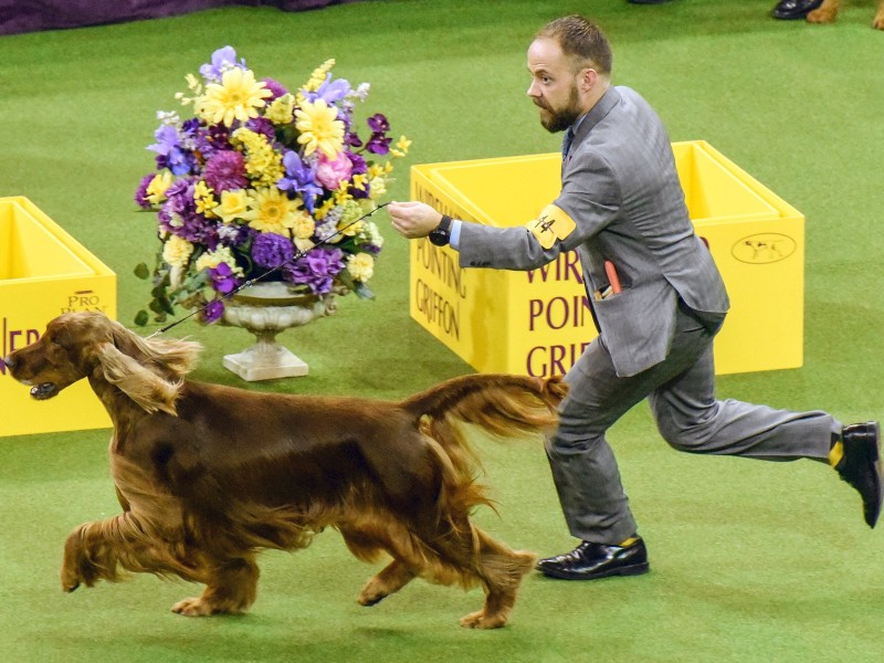 Irish Setter „Vermillion's Sea Breeze (Adrian)“ und Herrchen sehr sportlich.