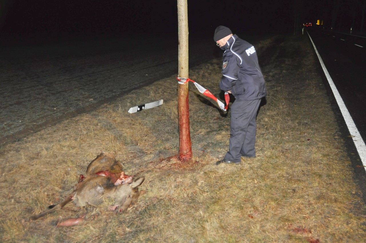 Ein Polizist sichert die Unfallstelle auf der B168 bei Liebrose. Im Vordergrund liegen die getötete Elchkuh und ihr ungeborenes Kalb.