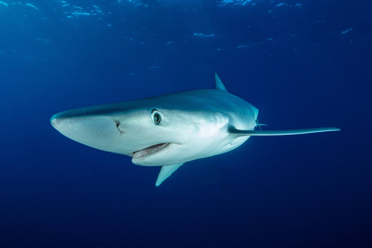Blauhaie können für den Menschen zu einer lebensbedrohlichen Gefahr werden. (Symbolbild)