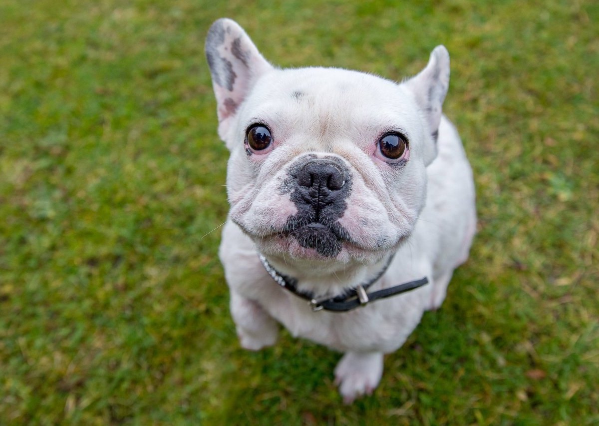 Bulldogge Hund.jpg