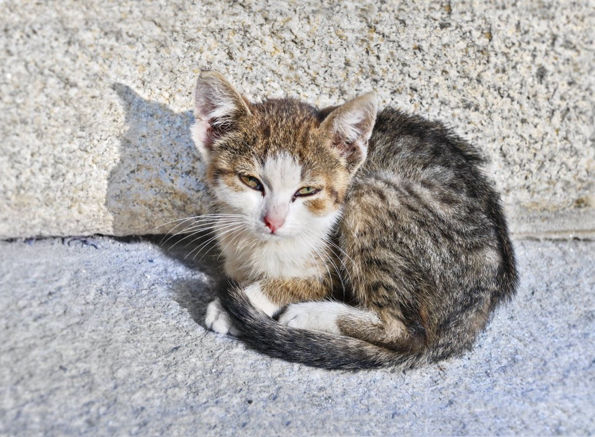 Duisburg-Straßenkatze.jpg