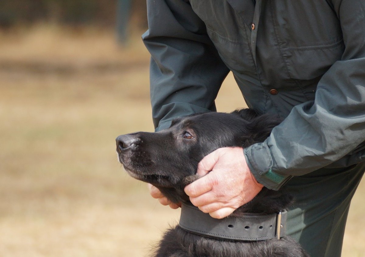 Duisburg-hund.jpg