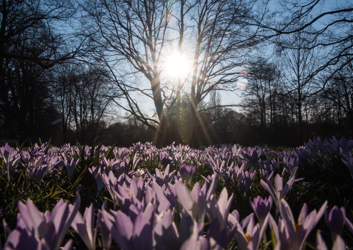 FrÃ¼hling.jpg