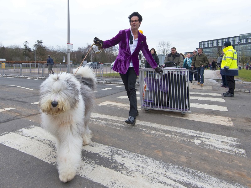 Wer führt hier wen? Ein englischer Schäferhund auf dem Wege zur Cruft’s Dog Show. Die Show gewann schnell an Beliebtheit, beim viertägigen Event stehen Kategorien wie Gehorsam, Geschicklichkeit, Schönheit und Zuchtmerkmale im Fokus der Juroren.