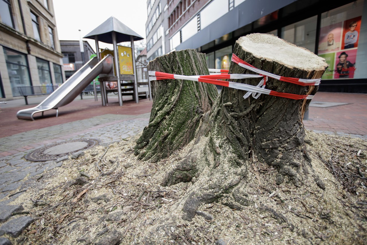 In Gelsenkirchen ist ein beliebter Baum gefällt worden. 