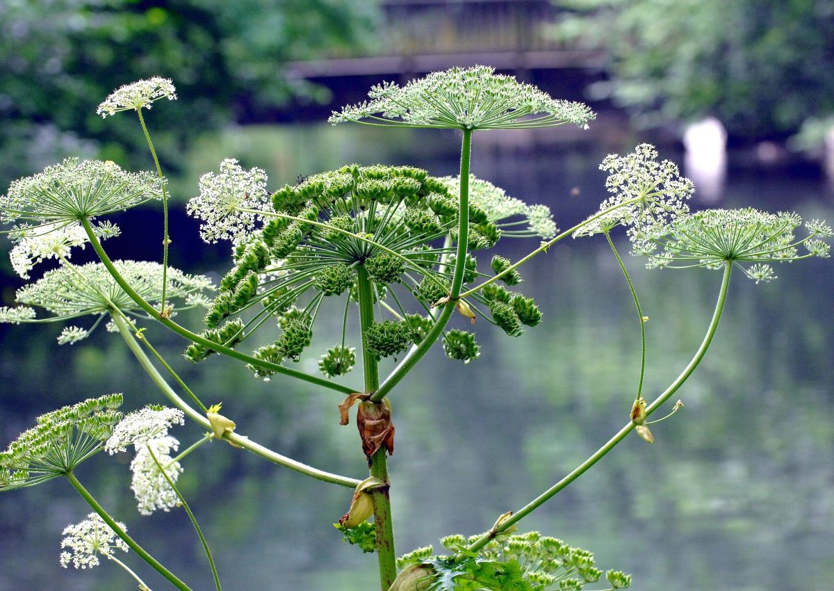 Giftpflanze Bärenklau im Kaisergarten in_0.jpg