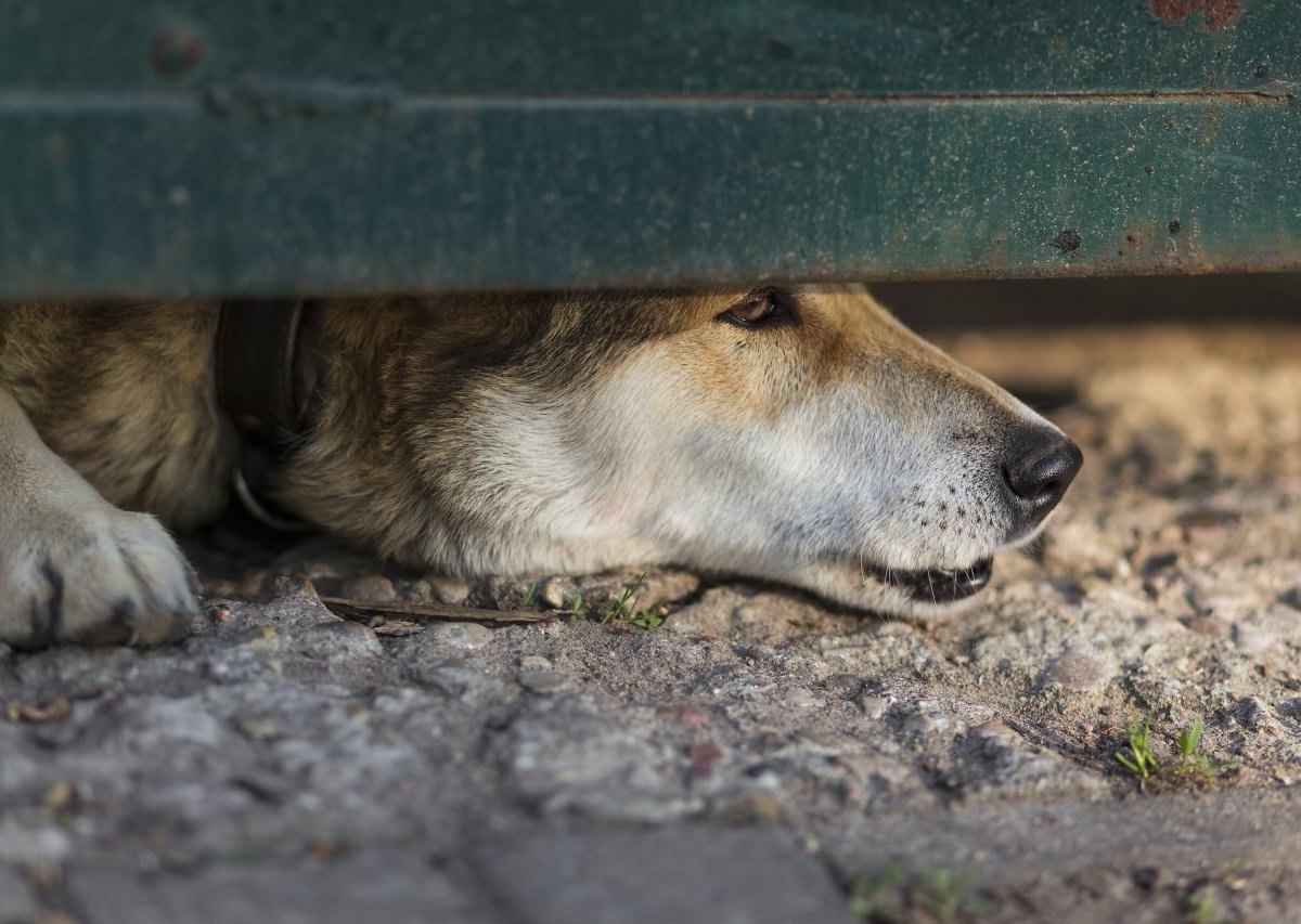 Hund.jpg