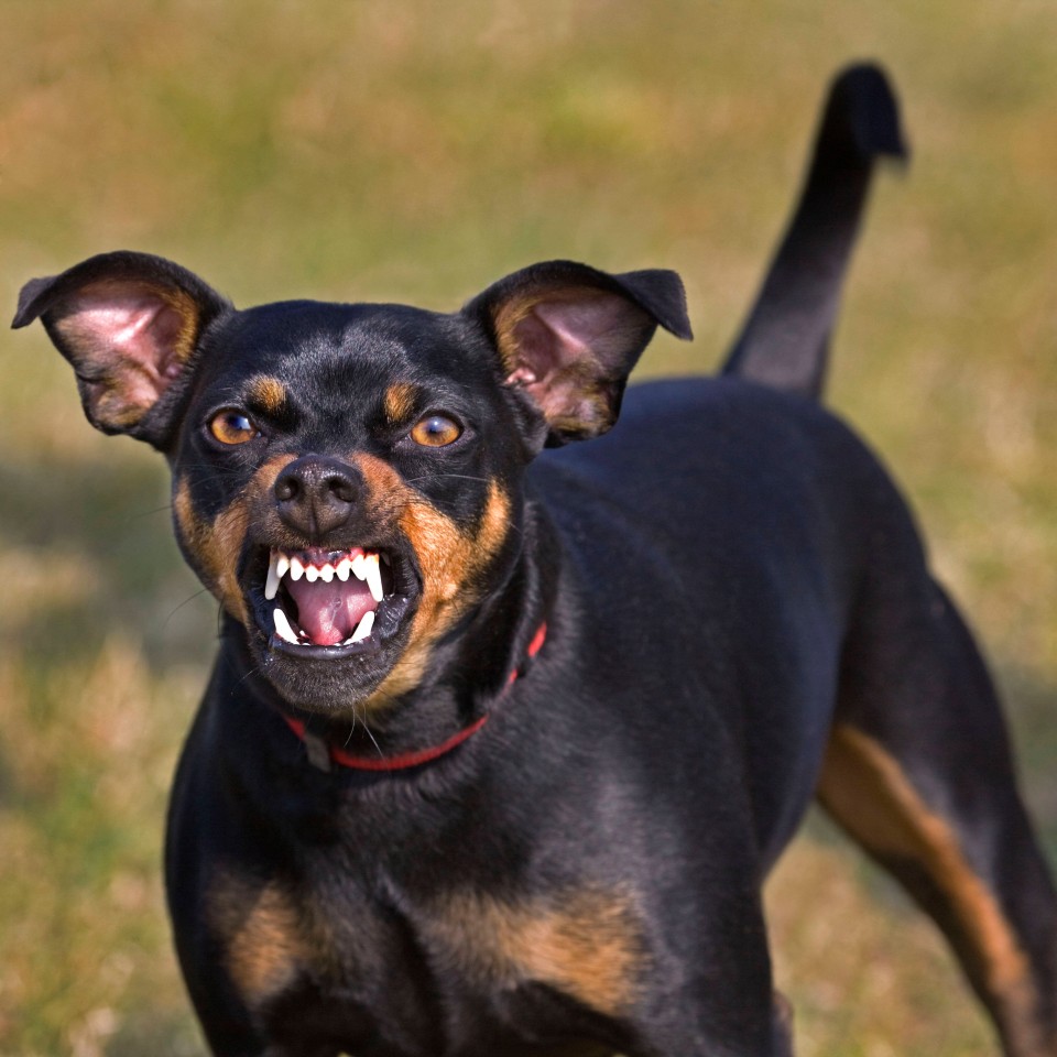 Ein Hund hat am Samstag in Wiesbaden einen Elfjährigen angegriffen. Die Halterin wird nun von der Polizei gesucht. (Symbolbild)