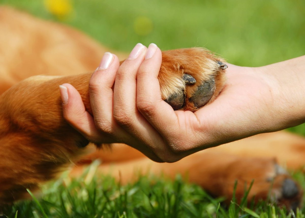 Hund: Frau lässt sich für Sex mit Vierbeiner bezahlen – ihr droht Strafe -  DerWesten.de